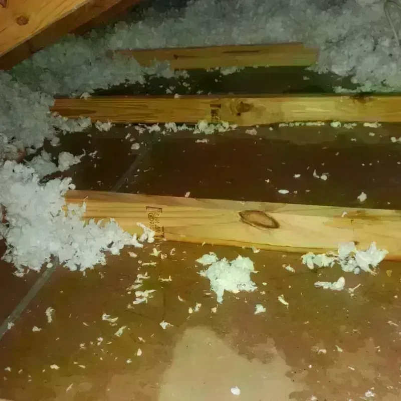 Attic Water Damage in Cressona, PA