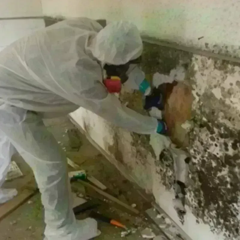 Mold Remediation and Removal in Cressona, PA